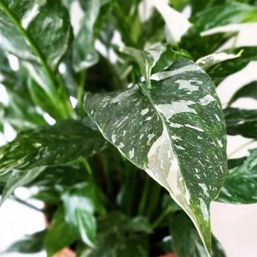 Peace Lily Plant Indoor Live, Well Rooted Peace Lily House Plant, White Flower, Plant Peace Lily Houseplant (Variegated)