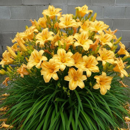 2 Yellow Daylily Plant 4 to 6 Inch Tall, Daylilies Plant Live, Low Maintenance Perennial Flower for Outdoor Growing, Bareroot Plant