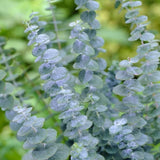 Eucalyptus Plant, Starter Eucalyptus Plant Live in 2.5" Pot, Cold Hardy, Fragrant Foliage, Ready to Grow Indoor Outdoor (Baby Blue)