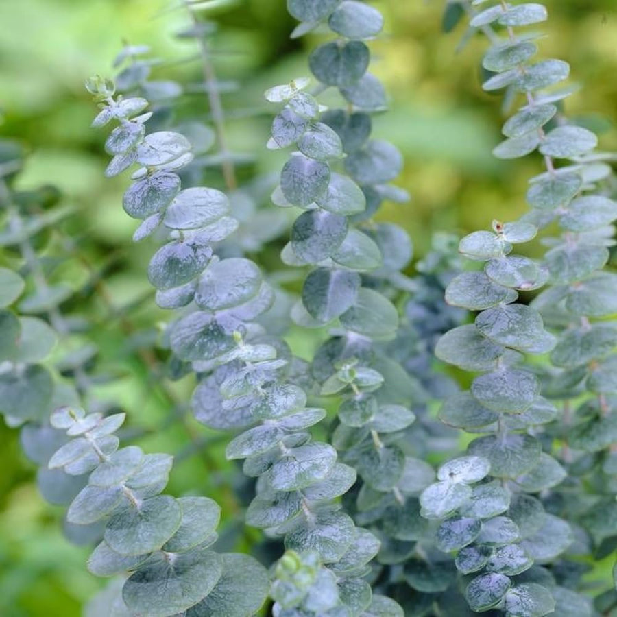 Eucalyptus Plant, Starter Eucalyptus Plant Live in 2.5" Pot, Cold Hardy, Fragrant Foliage, Ready to Grow Indoor Outdoor (Baby Blue)