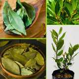 Fragrant Bay Leaf Plant, Live Bay Laurel Plant, 7 Months Old Well-Rooted, Ready to Grown Indoor Outdoor