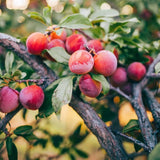Pack 2 Wild Plum Trees Live Plants 2-3 Feet Height, Bareroots, Dormant, Plum Plant Live for Planting Outdoors, Deep Red Plum Tree Plant