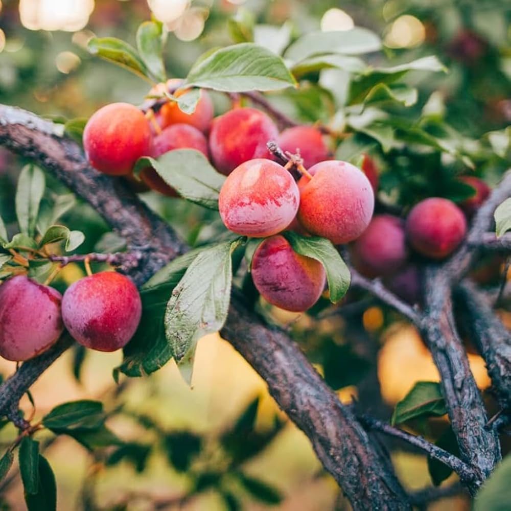 Pack 2 Wild Plum Trees Live Plants 2-3 Feet Height, Bareroots, Dormant, Plum Plant Live for Planting Outdoors, Deep Red Plum Tree Plant