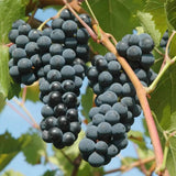 Black Grape Vine Plant Live for Planting, 1-2 Year Old, Bunch Grape Plant Live Grape Tree, Grape Fruit Tree for Planting