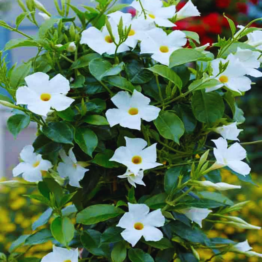 White Mandevilla Live Plants Vine, Set 2 Plants, Live Mandevilla Flower Plants Gardening, No Pot, Size Plant 5 to 7 Inc