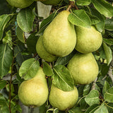 Pear Tree Live Plant, Live Pear Plant Tree, 2 to 3 Feet Tall, Pear Live Plant, Pear Tree Plant for Garden, Sweet Fruit Plant Indoor