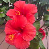 Set of 7 Hibiscus Cuttings for Planting, Tropical Flowering Plants, Ready to Grow, Suitable for Outdoor Garden or Containers (Red Hibiscus)