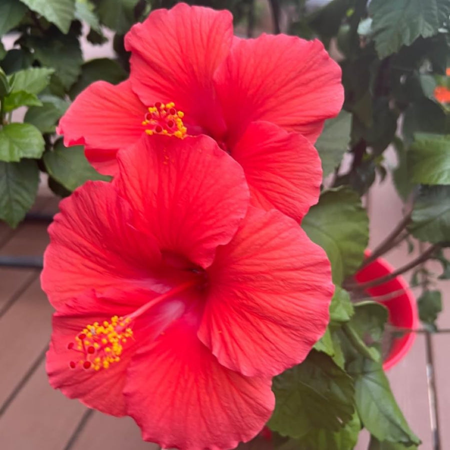 Set of 7 Hibiscus Cuttings for Planting, Tropical Flowering Plants, Ready to Grow, Suitable for Outdoor Garden or Containers (Red Hibiscus)