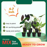 3 Alocasia Plants in 4 Inch Pot, Hardy Perennial Elephant Ear Plants, Tropical Indoor Plant Well Rooted
