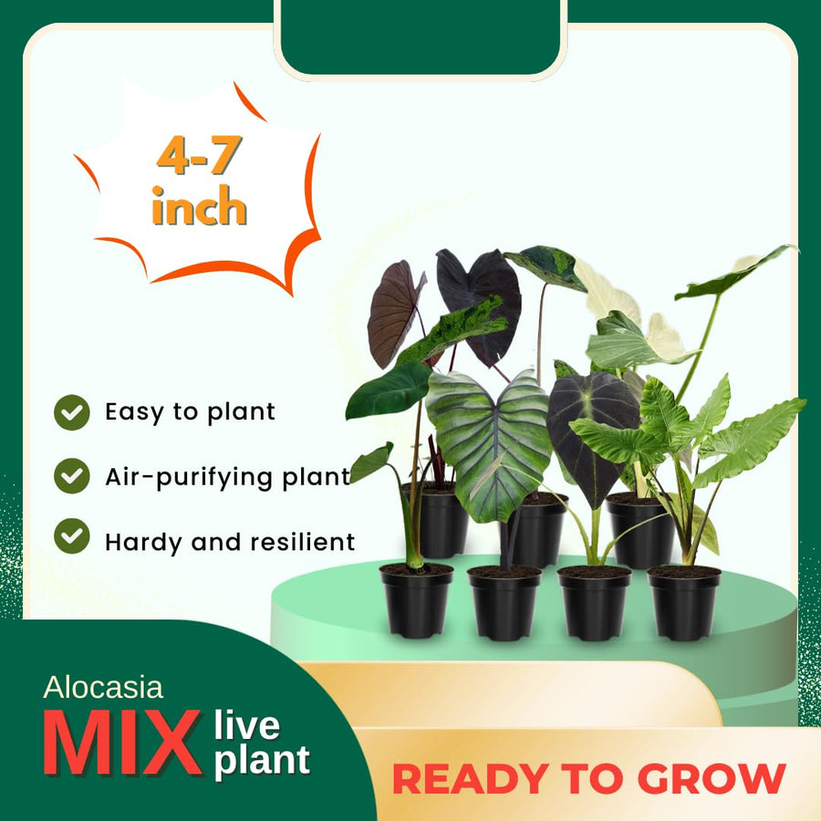 3 Alocasia Plants in 4 Inch Pot, Hardy Perennial Elephant Ear Plants, Tropical Indoor Plant Well Rooted