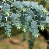 Eucalyptus Live Plant, Baby Blue Eucalyptus Plant, 2.5" Pot, Fragrant Starter Plant