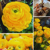 25 Yellow Large Ranunculus Bulbs for Planting, Ranunculus Corms, Buttercup Flower Bulbs Spring Fall Growing