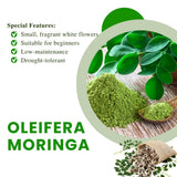 Pack of 50 Moringa Seeds for Planting, Moringa Oleifera Seeds, Fast Growing, Easy Care Seed for Container and Outdoor Planting