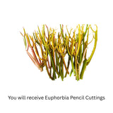 Medium Euphorbia Pencil Cutting Live, Cactus Succulent Cutting Plant Live, Indoor Outdoor Landscape