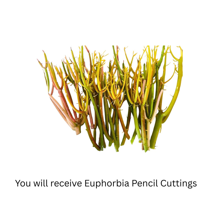 Medium Euphorbia Pencil Cutting Live, Cactus Succulent Cutting Plant Live, Indoor Outdoor Landscape