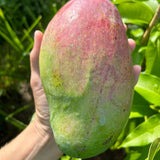 Grafted Mango Tree Live, 2 Feet Tall, Tropical Pride Mango Fruit Tree for Outdoor Planting