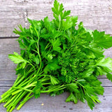 Parsley Plants Live for Planting Indoor Outdoor, Set 3 Plants, Live Parsley Plants for Garden, 4 to 6 Inches Tall