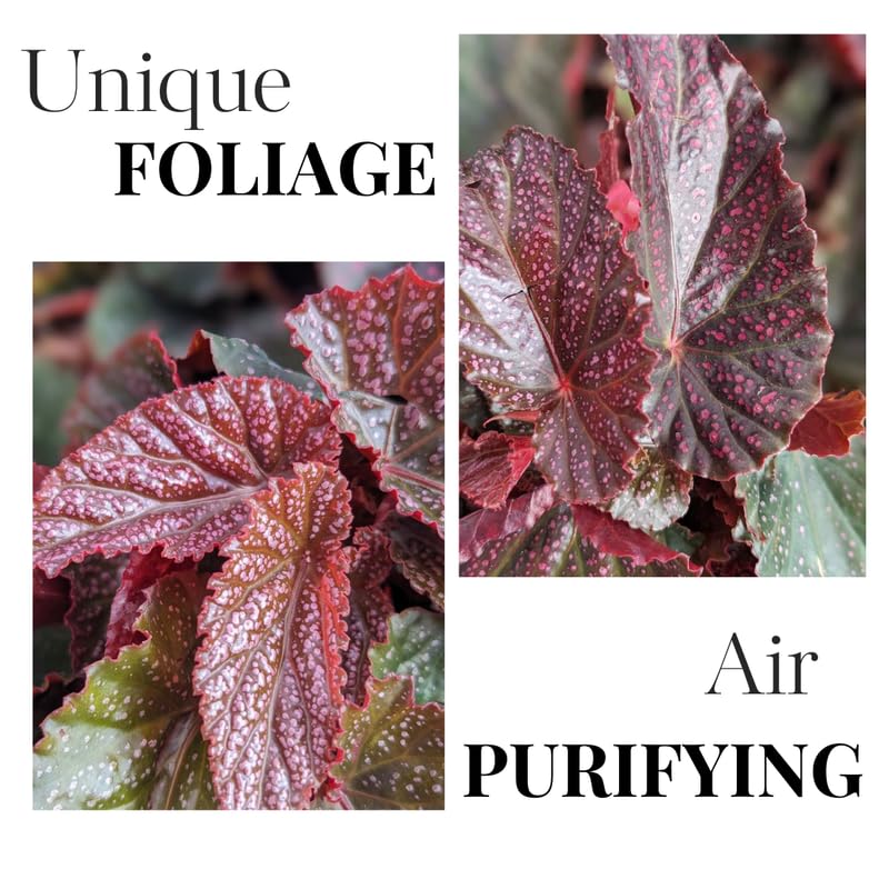 Set 3 Begonias Live Plants, Pink Angel Wing Begonia Maculata White Polka Dot, No Pot, Starter 4 to 8 Inc Tall, Indoor Outdoor Houseplant