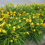 Pack 10 Daylily Bulbs for Planting Spring, Fast Blooming Hardy Perennial Lily Bare Roots for Outdoor Growing (Yellow Day Lily)
