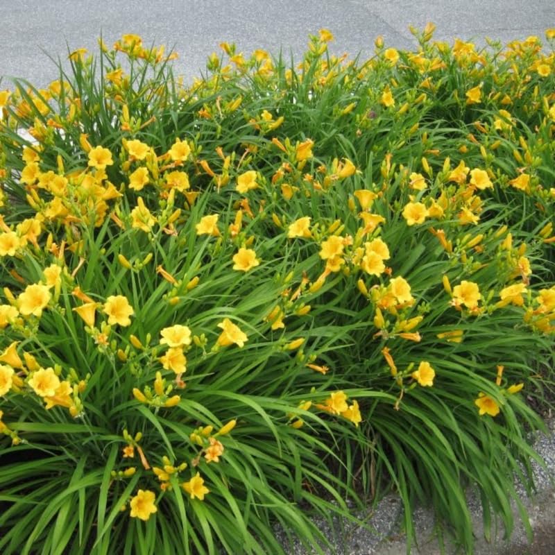 Pack 10 Daylily Bulbs for Planting Spring, Fast Blooming Hardy Perennial Lily Bare Roots for Outdoor Growing (Yellow Day Lily)