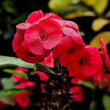 Live Red Crown of Thorns Plant, Hardy Crown of Thorns Succulent, 4 Inch Pot for Outdoor or Indoor Growing