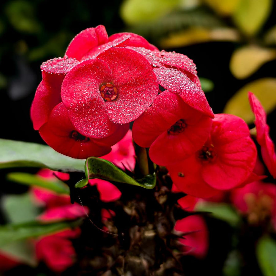 Live Red Crown of Thorns Plant, Hardy Crown of Thorns Succulent, 4 Inch Pot for Outdoor or Indoor Growing