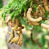 Live Tamarind Tree Plant, Tamarind Fruit Tree, Tropical Fruit, 4 Inch Pot, Ready for Planting