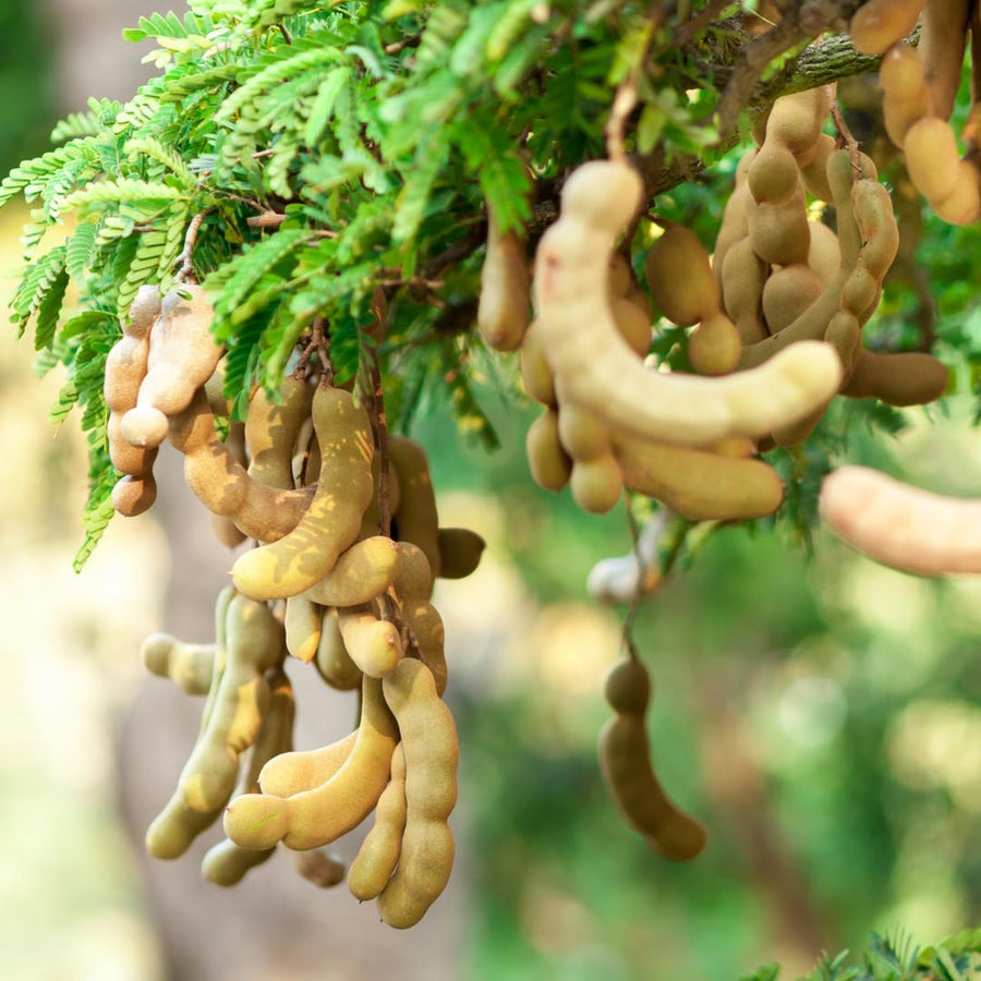 Live Tamarind Tree Plant, Tamarind Fruit Tree, Tropical Fruit, 4 Inch Pot, Ready for Planting