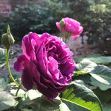 Purple Red Climbing Roses Live Plants 7 Months Old, Rose Bushes Ready to Plant 5-9" Tall, Very Fragrant, Can Grow As Climber or Bush Tree or Trellises, Walls, Fences