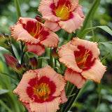 Pack 10 Daylily Bulbs for Planting Spring, Fast Blooming Hardy Perennial Lily Bare Roots for Outdoor Growing (Strawberry Candy Day Lily)