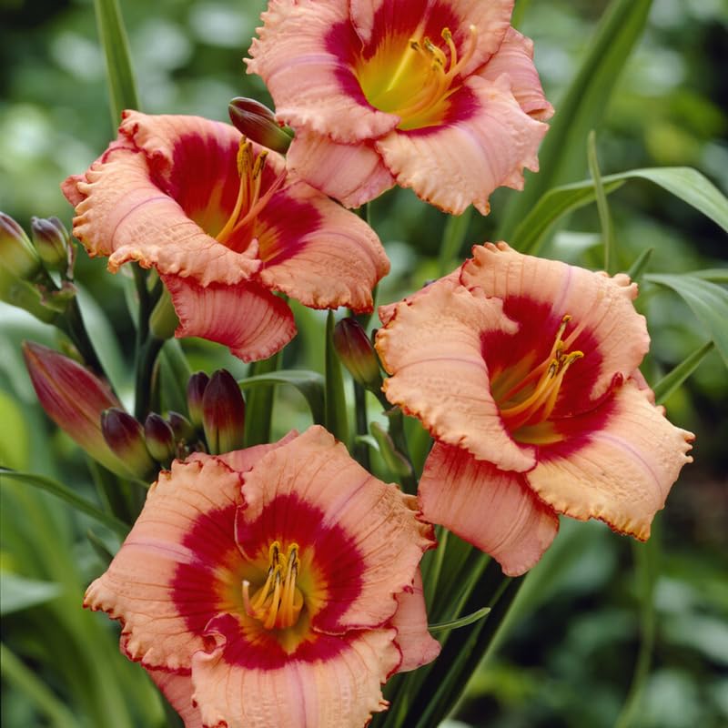 Pack 10 Daylily Bulbs for Planting Spring, Fast Blooming Hardy Perennial Lily Bare Roots for Outdoor Growing (Strawberry Candy Day Lily)