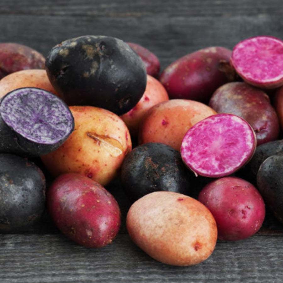 2 Lbs Mixed Potato Tubers High Yielding for Outdoor Planting,Vegetables Potatoes Plants Bulbs Seeds, Heirloom Seed Potato Live Tuber: Purple, Yellow, Red