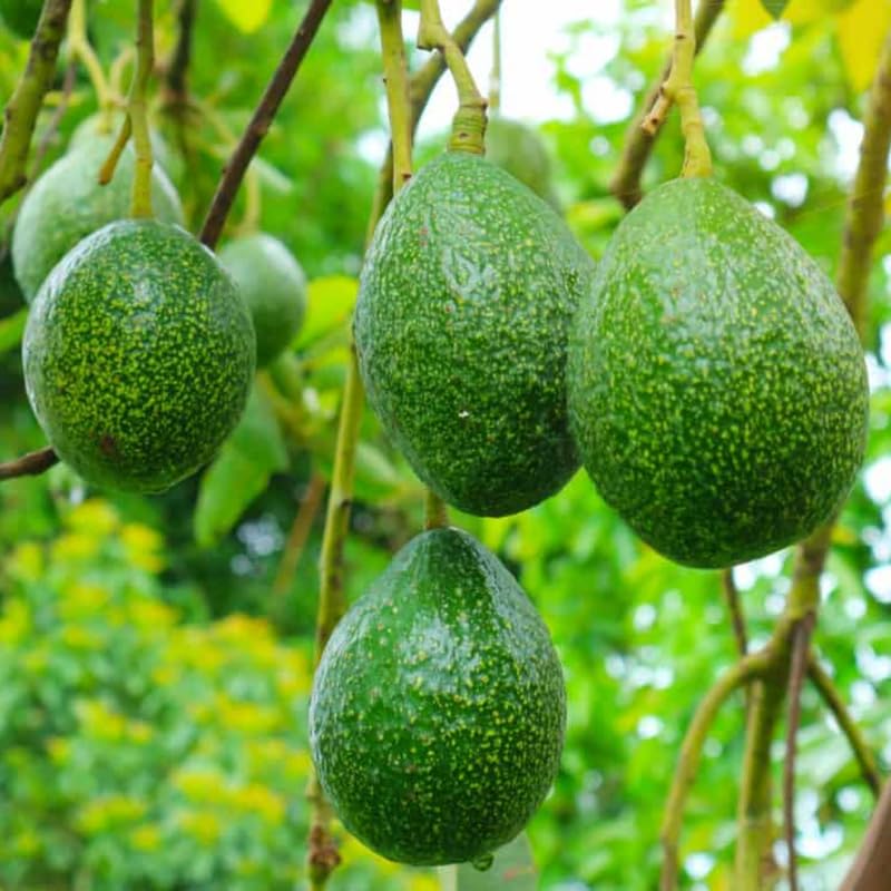 Cold Hardy HASS Avocado Plant Live Tree, 16-20 Inc in Tall in Gallon Pot, Zones 9-11, No CA
