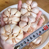 1 LB Jumbo Size Softneck Garlic for Planting in Spring, Soft Neck Garlic Bulbs for Planting, Fresh and High Yield, Cold Hardy, Fast-Growing, 5-6 Bulbs Garlic