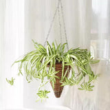 Curly Spider Plant Live, Airplane Houseplant Ready to Grow Indoors or Outdoors in 4" Pot