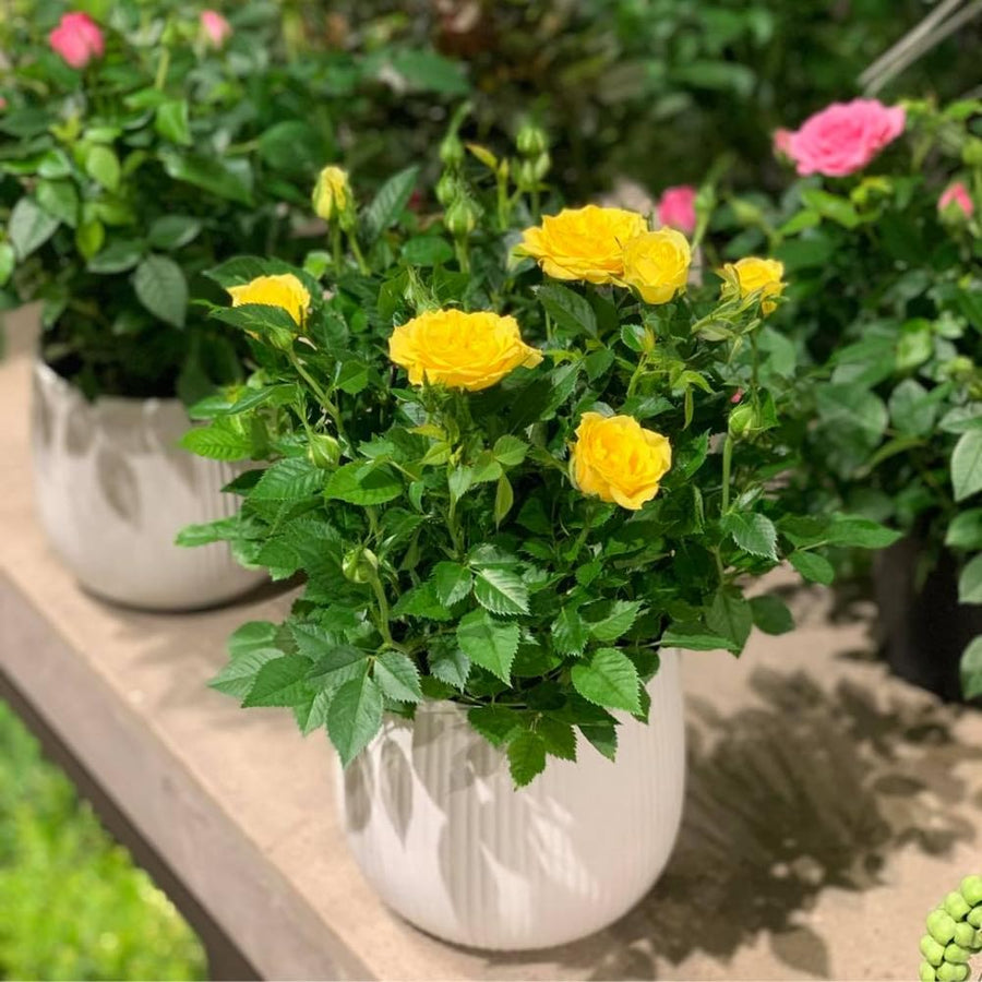 Miniature Rose Plant, Live 3.5” Potted Rose, Compact, Colorful Flowering Rose Bush for Indoor Outdoor Gardens (Yellow)