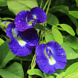 Butterfly Pea Plant Live, Blue Butterfly Flower Vine Plant Live Gardening, 6 to 9 Inc Tall, Half Gallon Pot