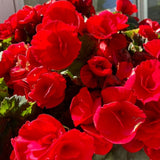 Red Begonia Live Plant, 3–6 Inch Tall, 4” Pot, Ornamental Foliage Begonia Plant, Colorful Indoor Houseplant for Home and Office Decor