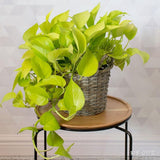 Set 3 Pothos Live Plants, Assorted Pothos Plant Live Indoor, Hanging Basket Vine Plant Indoor Outdoor, Easy to Plant