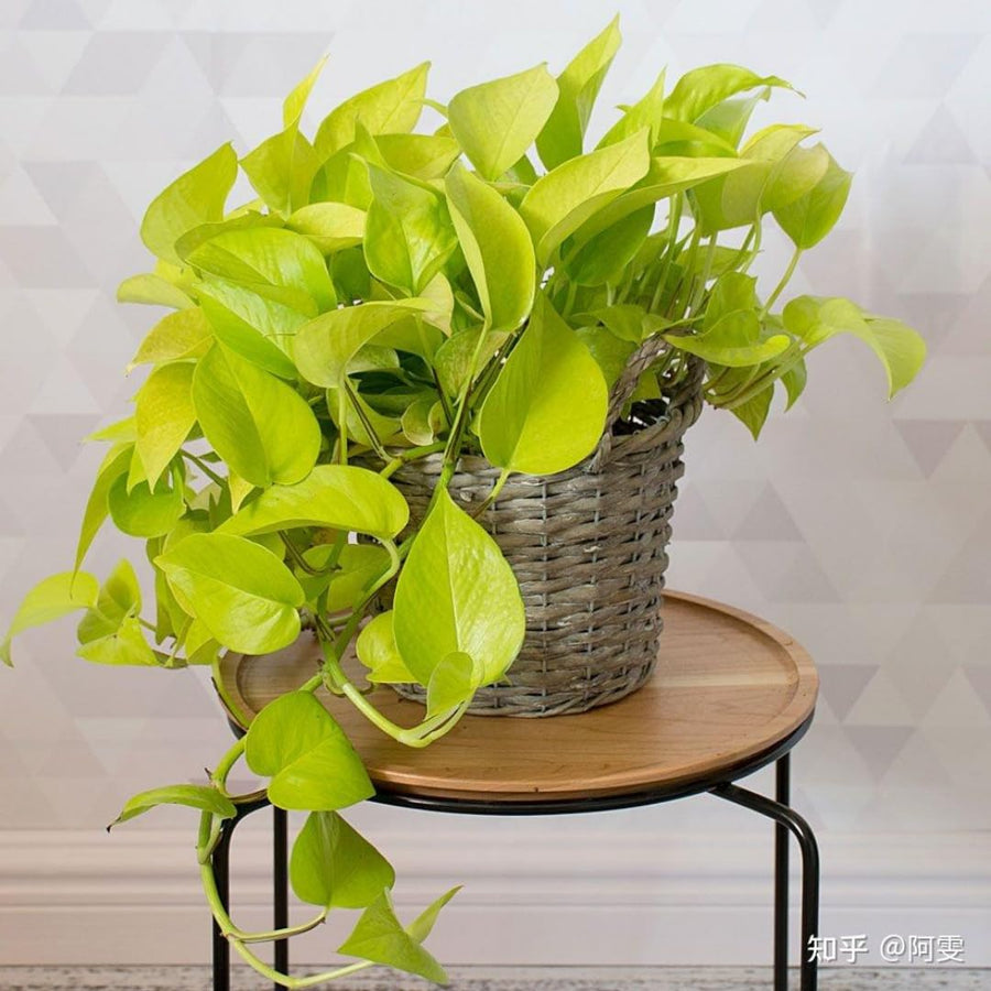 Set 3 Pothos Live Plants, Assorted Pothos Plant Live Indoor, Hanging Basket Vine Plant Indoor Outdoor, Easy to Plant
