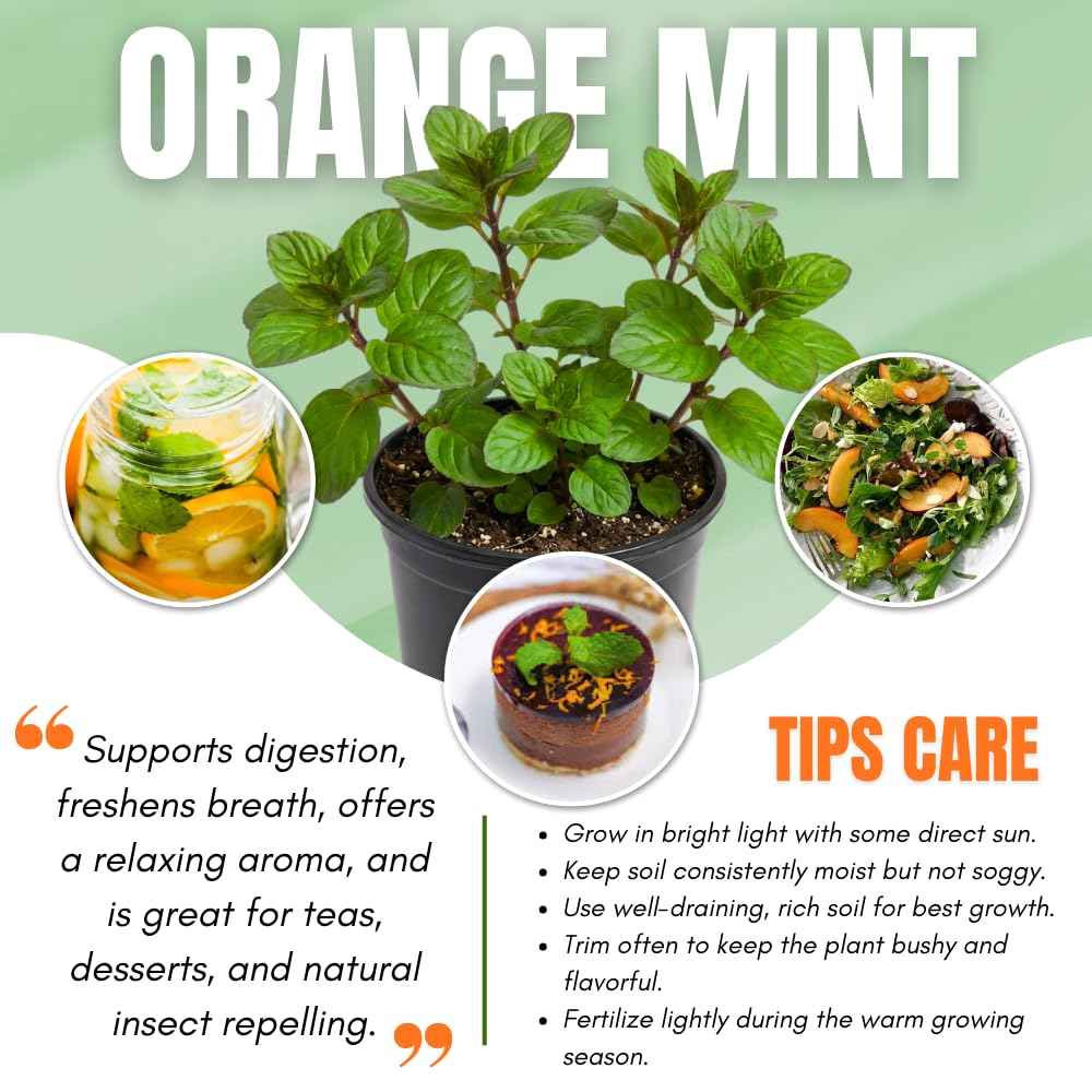 Orange Mint Plant in 3.5'' Pot, Fragrant, Hardy, Perennial Herbs for Planting Indoor Outdoor