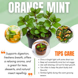 Orange Mint Plant in 3.5'' Pot, Fragrant, Hardy, Perennial Herbs for Planting Indoor Outdoor