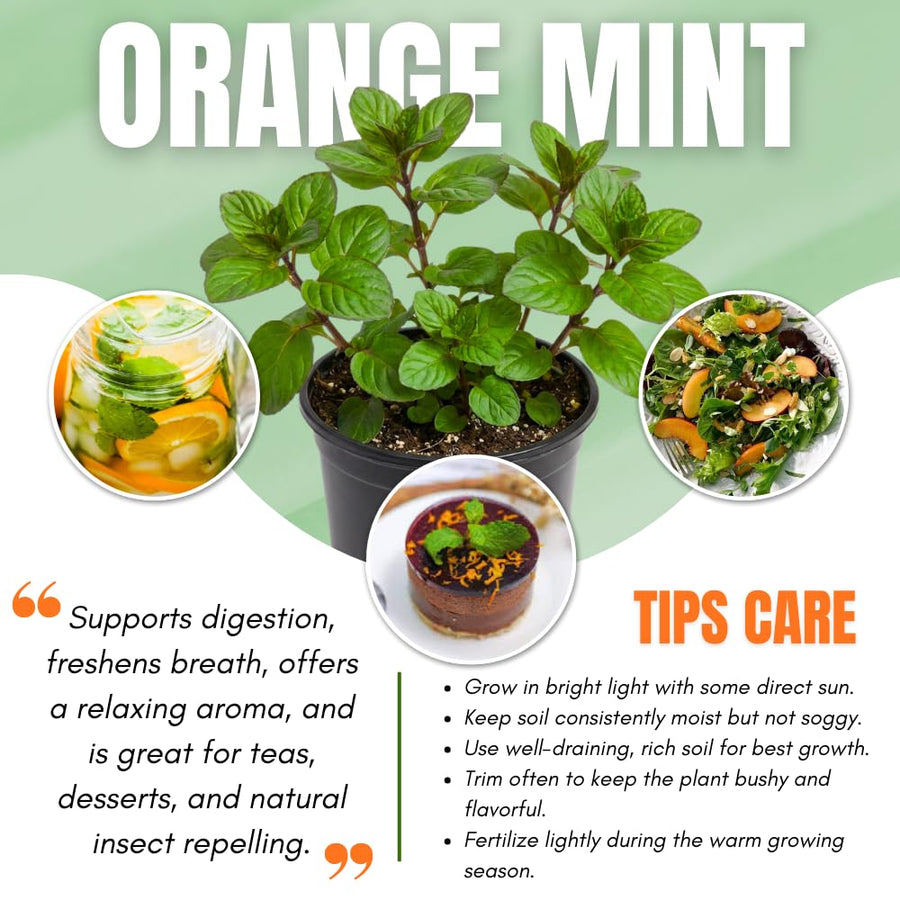 Orange Mint Plant in 3.5'' Pot, Fragrant, Hardy, Perennial Herbs for Planting Indoor Outdoor