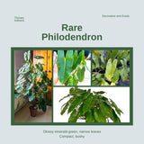 2 Green Leaf Philodendron Live Plant 5-9" Tall, Rare Tropical Indoor Houseplant Home Garden