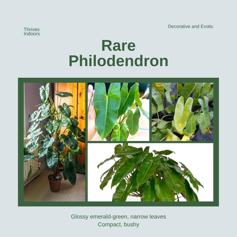 2 Green Leaf Philodendron Live Plant 5-9" Tall, Rare Tropical Indoor Houseplant Home Garden