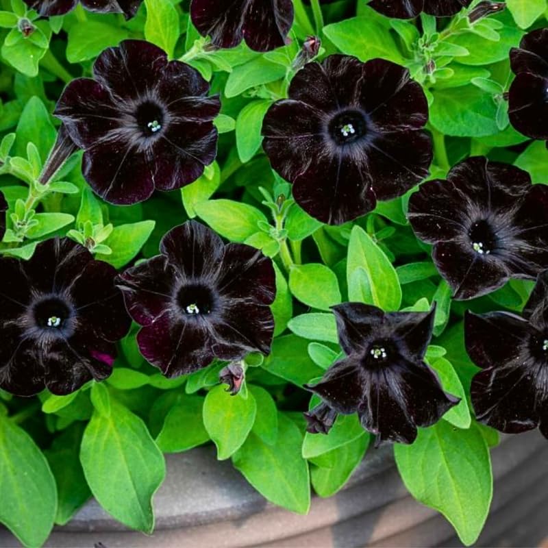 Black Petunia Plants for Planting, Ready to Grow Petunia Flowers, Vibrant Black Flowers, 2 Pots 3-5 Inches