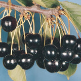 Black Cherry Tree Live Plant in Quart Pot, 6-15" in Tall Wild Cherry Plant Live for Spring Planting Outdoor