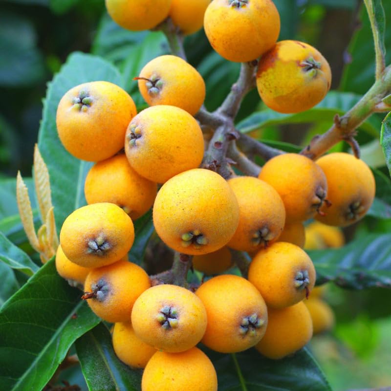Golden Loquat Tree Live Plant, 10 to 14 Inc, Loquat Plant Live for Growing Outdoor Indoor, Half Gallon Pot