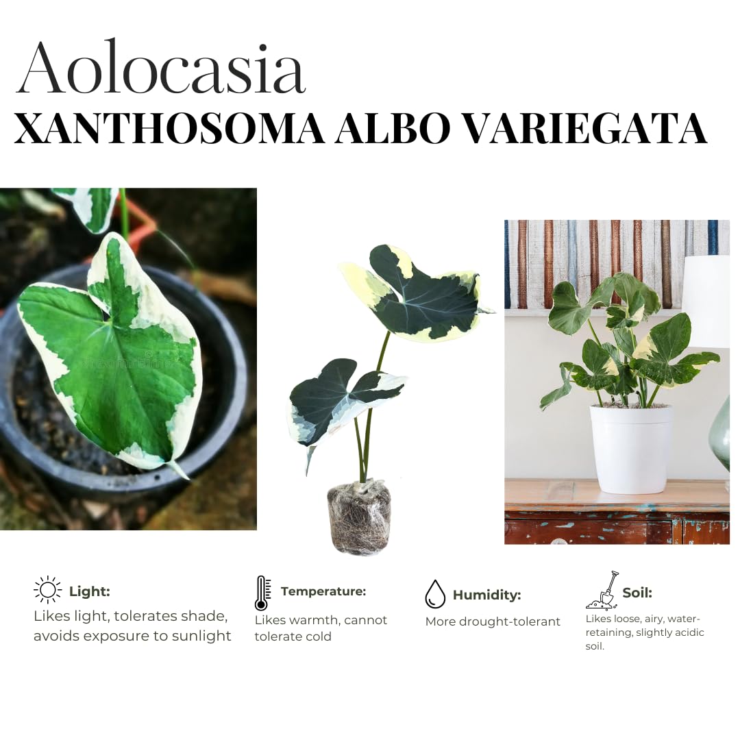 Elephant Ear Plants, Variegated Colocasia Plant, Colocasia Alocasia Esculenta Taro for Indoor Outdoor Gardens, Dormant in Winter