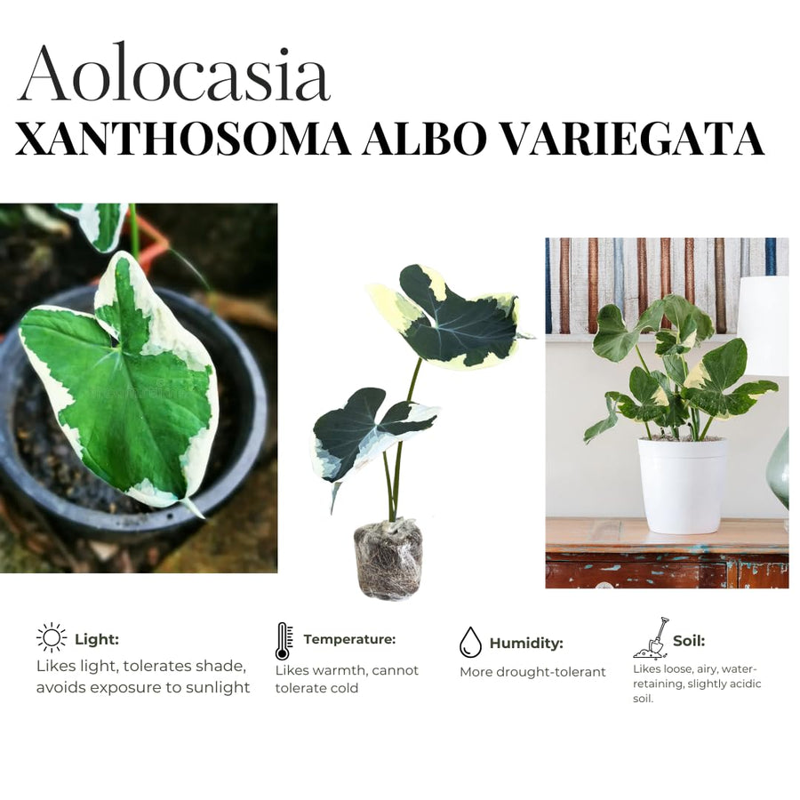Elephant Ear Plants, Variegated Colocasia Plant, Colocasia Alocasia Esculenta Taro for Indoor Outdoor Gardens, Dormant in Winter
